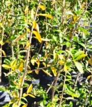 palo_amarillo