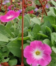 petunias