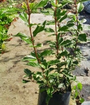 viburnus_tinus_variegado