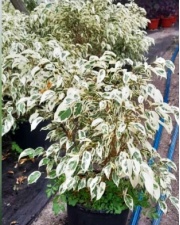 ficus_benjamina_blanco