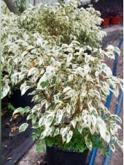 ficus_benjamina_blanco