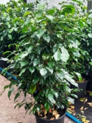 ficus_benjamina_verde