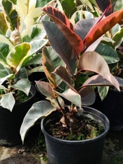 ficus_elastica_1