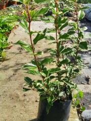 viburnus_tinus_variegado