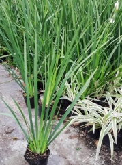 dietes