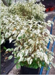 ficus_benjamina_blanco