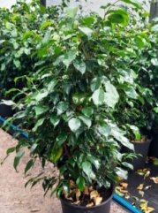 ficus_benjamina_verde