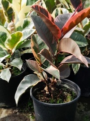 ficus_elastica_1