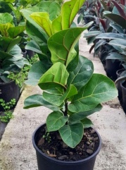 ficus_lyrata