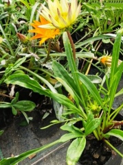 gazanias