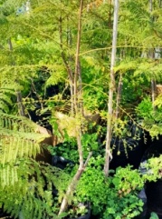 jacaranda