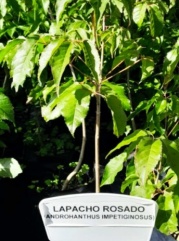 lapacho