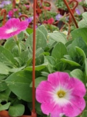 petunias
