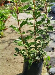 viburnus_tinus_variegado