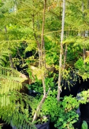 jacaranda