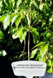 lapacho