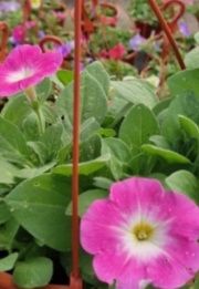 petunias