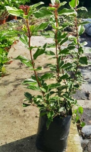 viburnus_tinus_variegado