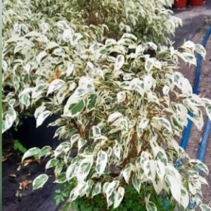 ficus_benjamina_blanco