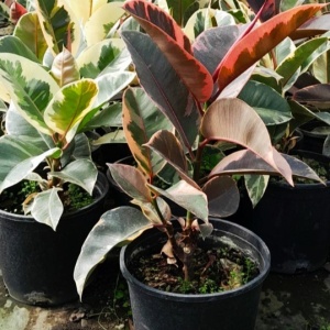 Ficus Elástica 