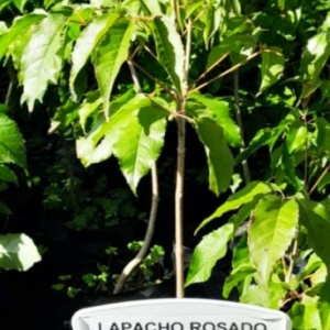 Lapacho