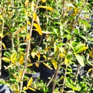 Palo Amarillo