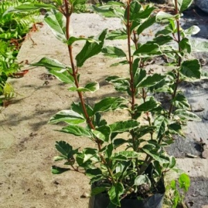 Vibunus Tinus Variegado