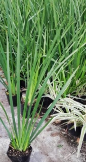 dietes