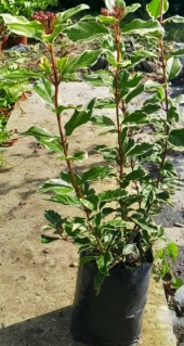 viburnus_tinus_variegado