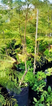 jacaranda
