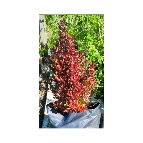 coprosma_2