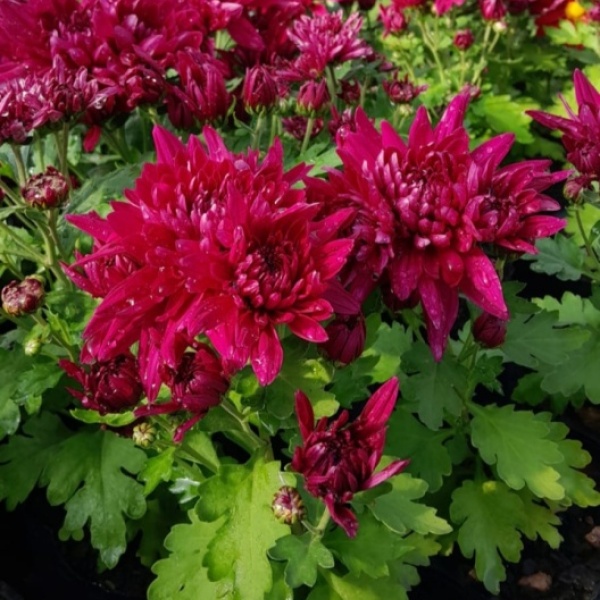 crisantemos_fucsia