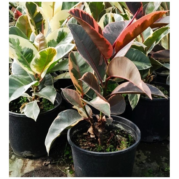 ficus_elastica_1