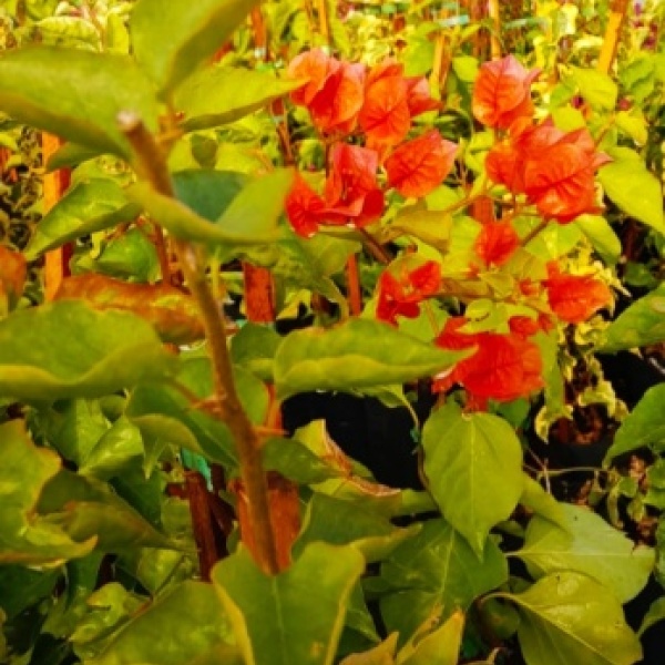 santa_rita_1